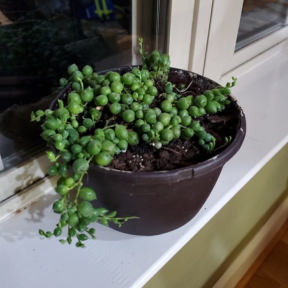 Meet your Posher, Zodia - Picture 1 of 1